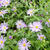 Aster thomsonii