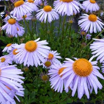 Aster tongolensis 'Berggarten'