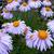 Aster tongolensis 'Berggarten'