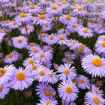 Aster tongolensis 'Napsbury' - 