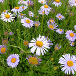 Aster tongolensis 'Wartburgstern' - Aster tongolensis 'Wartburgstern'