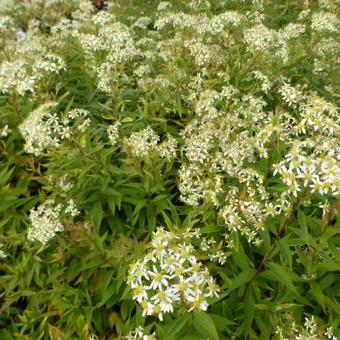 Aster umbellatus