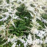 Astilbe x arendsii  'Brautschleier' - 