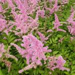 Astilbe x arendsii 'Cattleya'