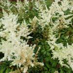 Astilbe x arendsii 'Diamant' - 