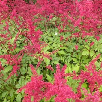 Astilbe x arendsii 'Spinell'