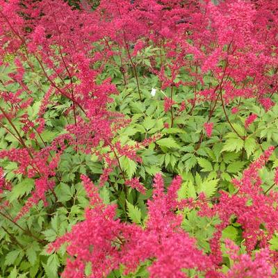 Astilbe x arendsii 'Spinell'