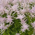 Astilbe x arendsii 'Walkure' - 