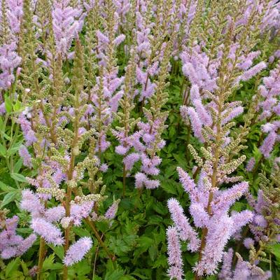 Astilbe chinensis 'Pumila' - 