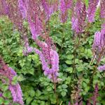 Astilbe chinensis 'Purpurkerze' - Astilbe chinensis 'Purpurkerze'