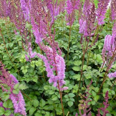 Astilbe chinensis 'Purpurkerze'