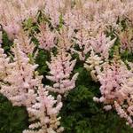 Astilbe x crispa 'Perkeo' - 