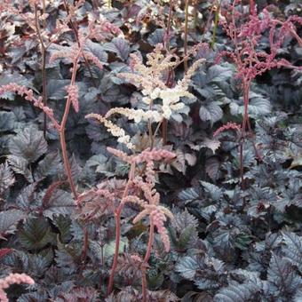 Astilbe 'Chocolate Shogun'