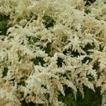 Astilbe japonica 'Deutschland' - 