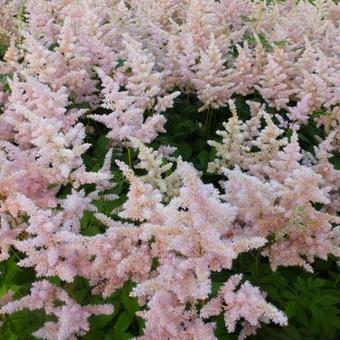 Astilbe japonica 'Europa'