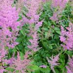 Astilbe japonica 'Mainz' - 