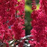 Astilbe japonica 'Montgomery' 