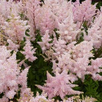 Astilbe japonica  'Peach Blossom'