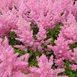 Astilbe japonica 'Rheinland' - 