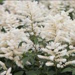 Astilbe japonica 'Washington'  - 