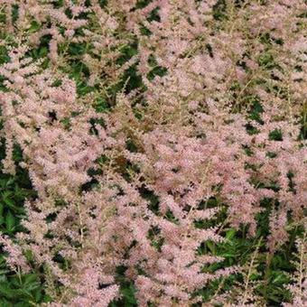 Astilbe simplicifolia 'Hennie graafland'