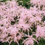 Astilbe Simplicifolia 'Sprite' - 