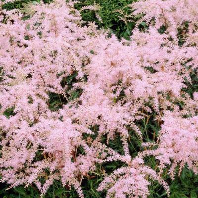 Astilbe Simplicifolia 'Sprite' - 