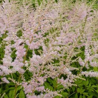 Astilbe thunbergii 'Moerheimii'