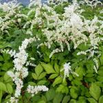 Astilbe thunbergii 'Prof van der Wielen' - Astilbe thunbergii 'Prof van der Wielen'