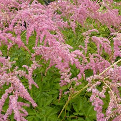 Astilbe thunbergii 'Straussenfeder'