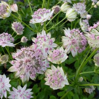 Astrantia gracilis