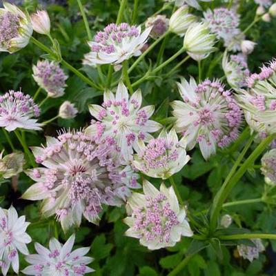 Astrantia gracilis - Astrantia bavarica - Astrantia gracilis