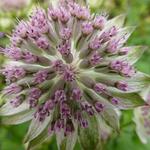 Astrantia 'Buckland' - 