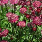 Astrantia 'Hadspen Blood' - 