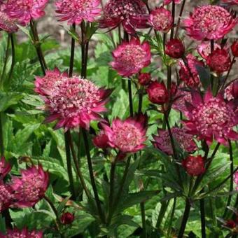 Astrantia 'Hadspen Blood'