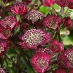 Astrantia major 'Moulin Rouge' - 