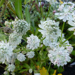 Astrantia major 'Alba' - 