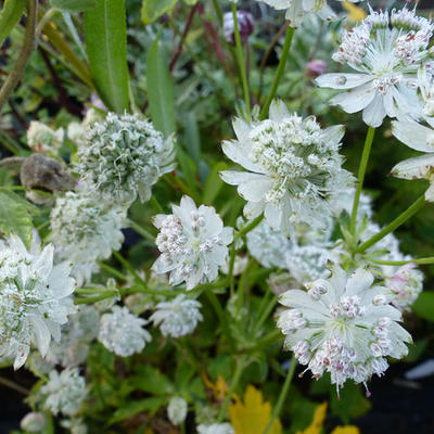 Astrantia major 'Alba' - Astrantia major 'Alba'