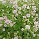 Astrantia major ‘Florence’ - Astrantia major ‘Florence’