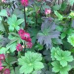 Astrantia 'Gill Richardson' - 