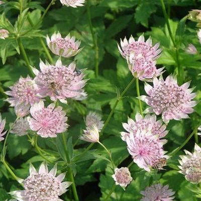 Astrantia major 'Pink Sensation' - 