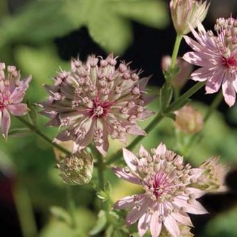 Astrantia major 'Primadonna'