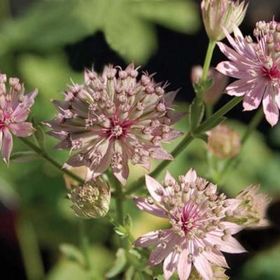 Astrantia major 'Primadonna' - 