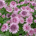 Astrantia major 'Roma' - 