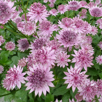 Astrantia major 'Roma' - 