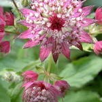 Astrantia major 'Rosea' - 