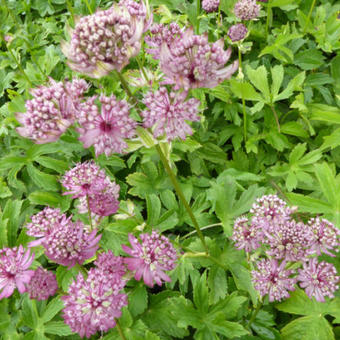 Astrantia major 'Rosensinfonie'