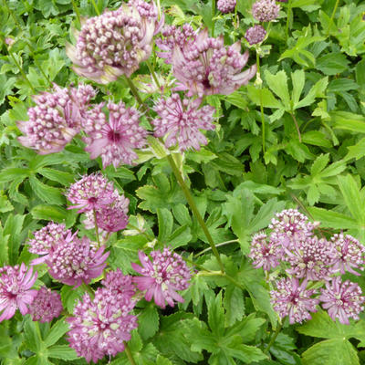 Astrantia major 'Rosensinfonie' - 