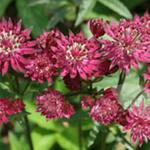 Astrantia carniolica 'Rubra' - 