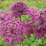 Astrantia major 'Ruby Cloud' - Astrantia major 'Ruby Cloud'